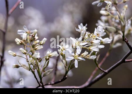 Fioritura di fiori bianchi su rami di alberi di Serviceberry (amelanchier alnifolia) in primavera Foto Stock