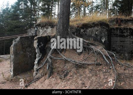 Un albero con radici che sporgono dal terreno. Le radici sono su una collina. L'albero è circondato da rocce Foto Stock