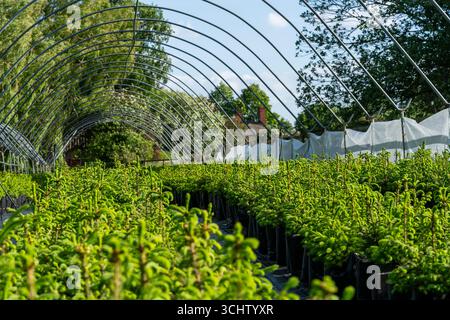 Giovani alberi verdi di abete rosso norvegese e di fir Nordmann crescono in file ordinate in un vivaio di Suffolk, coltivato con cura per il Natale, immerso nel fascino tranquillo Foto Stock