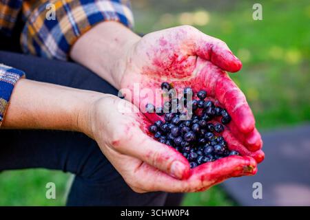 Donna con una manciata di frutti di bosco appena raccolti Foto Stock