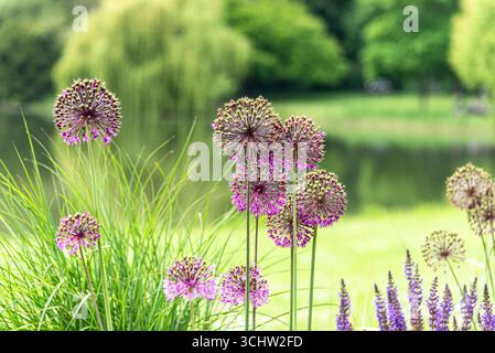 Primo piano di piante di fiori di cipolla di Allium Giganteum, in fiore viola, in morbido sfondo verde Foto Stock
