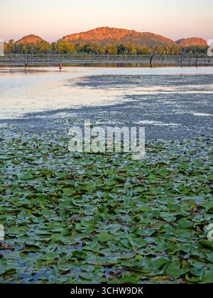 Lily Creek Lagoon, Kununurra Foto Stock