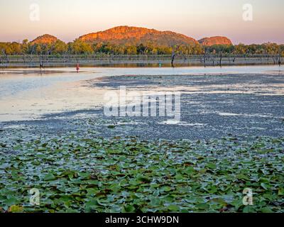 Lily Creek Lagoon, Kununurra Foto Stock