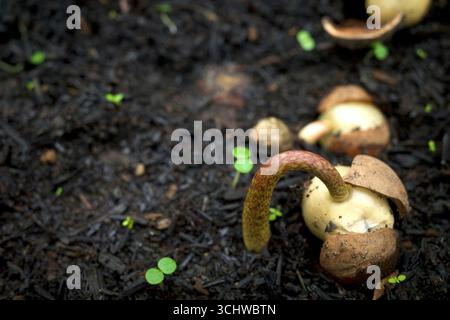 Piantine di Kemenyan, incenso o benzoina, Styrax benzoina in un vivaio a Yogyakarta, Indonesia. Foto Stock