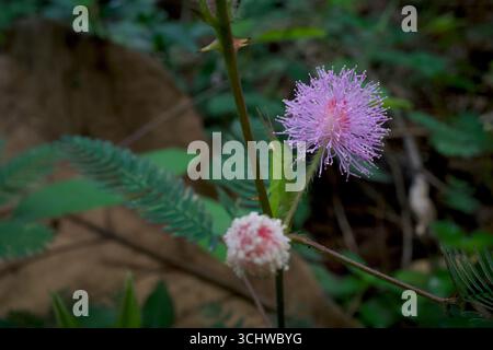 Putri Malu, la pianta di sambuco (Mimosa pudica), la pianta di Mimosa, il fiore d'erba sensibile, con una cavalletta verde e un backrgound di bokeh. Foto Stock