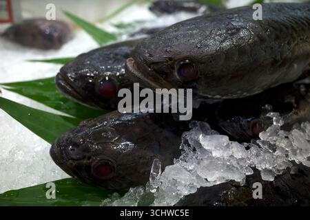 La testa di serpente a righe, i pesci di serpente, la Channa striata e vari pesci freschi sul ghiaccio nel supermercato di Yogyakarta, Indonesia. Foto Stock