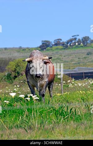 Toro di Nguni , Darling, Provincia del Capo Occidentale, Sudafrica. Foto Stock