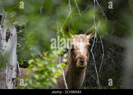 Mucca d'alce (Alces alces) in piedi in una fitta foresta, tipica scena della natura selvaggia scandinava Foto Stock