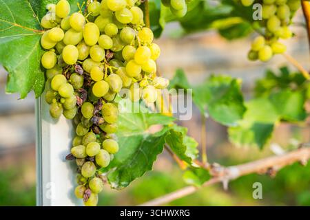 Uva viziata da malattie fungine, primo piano. Vendemmia persa. Foto Stock