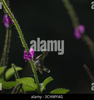 Filo cremoso sul fiore con retroilluminazione Foto Stock