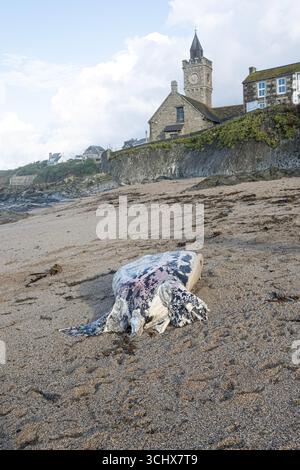 La triste vista è stata riportata sui social media e le autorità sono state informate della situazione. Si spera che l'alta marea in arrivo riporti la tartaruga in mare. I proprietari di cani sono anche esortati a tenere i loro cani in piombo e lontano dall'animale. Le tartarughe marine sono le più grandi di tutte, con un peso fino a 2.000 kg. Sono una specie protetta e a rischio di estinzione, nota per il loro distinto guscio di pelle. Crediti: kathleen White/Alamy Live News Foto Stock