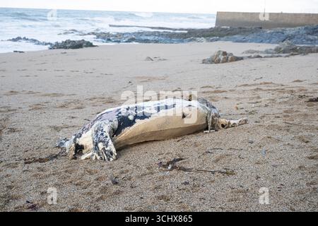 La triste vista è stata riportata sui social media e le autorità sono state informate della situazione. Si spera che l'alta marea in arrivo riporti la tartaruga in mare. I proprietari di cani sono anche esortati a tenere i loro cani in piombo e lontano dall'animale. Le tartarughe marine sono le più grandi di tutte, con un peso fino a 2.000 kg. Sono una specie protetta e a rischio di estinzione, nota per il loro distinto guscio di pelle. Crediti: kathleen White/Alamy Live News Foto Stock