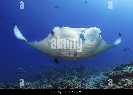 Foto subacquea della manta della barriera costiera (Mobula alfredi) sinonimo ray nome comune Devil ray nuota sulla barriera corallina tropicale di coralli rocciosi (Acropora Foto Stock