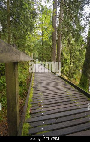 Una stretta passerella in legno conduce attraverso una foresta verde piena di alberi alti e muschio, Mummelsee, Seebach, il quartiere di Ortenau, la Foresta Nera, Germania Foto Stock