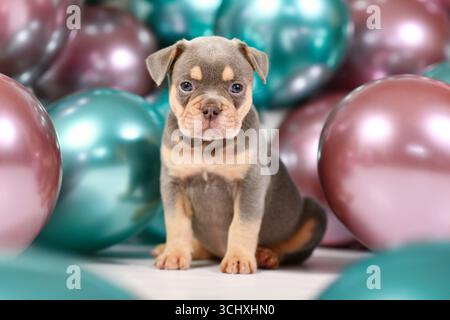 Cucciolo di cane Bulldog francese con palloncini colorati in sottofondo, marrone arancio lilla sano di sei settimane Foto Stock