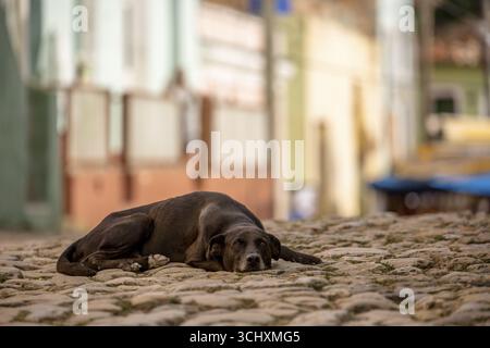 Scena di strada con cane bruno dormiente nella città vecchia di Trinidad, Trinidad, Cuba, Sancti Spiritus, Cuba, Sancti Spiritus Foto Stock