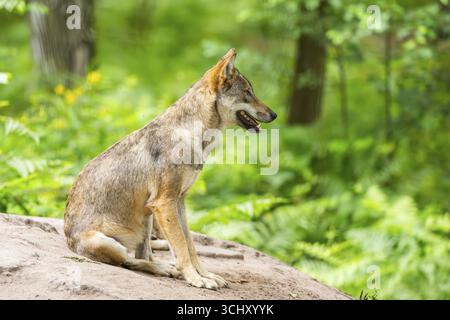 Lupo eurasiatico (Canis lupus lupus) seduto su una piccola collina di sabbia nella foresta, Assia, Germania Foto Stock
