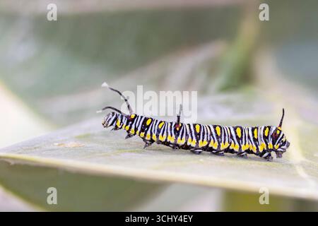 Tigre piana, regina africana, monarca africano (Danaus chrysippus, Anosia chrysippus), bruco sulle foglie di Calotropis procera, Isole Canarie, Fuert Foto Stock