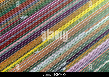 Tulipani da giardino comuni (specifica Tulipa), campi di tulipani in fiore dall'alto, Paesi Bassi, Paesi Bassi settentrionali, Hoogwoud Foto Stock