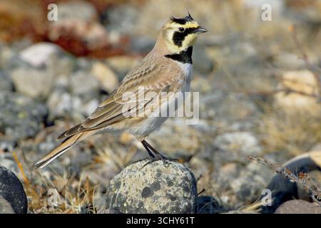 Larice corna da riva, larice corna, larice da riva (Eremophila alpestris), arroccato maschio su una pietra, vista laterale, Norvegia, Varangerfjord Foto Stock