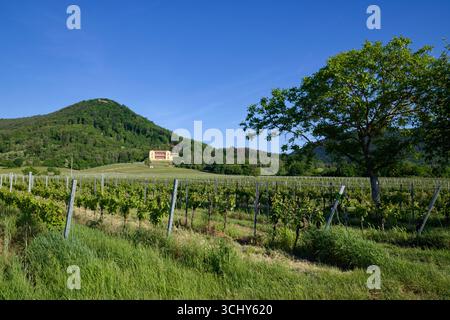 Vigneto vicino a Rhodt unter Rietburg nel Palatinato, con Villa Ludwigshöhe sotto Blättersberg sullo sfondo, strada del vino meridionale, Renania-Palatinato Foto Stock