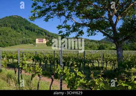 Vigneto vicino a Rhodt unter Rietburg nel Palatinato, con Villa Ludwigshöhe sotto Blättersberg sullo sfondo, strada del vino meridionale, Renania-Palatinato Foto Stock