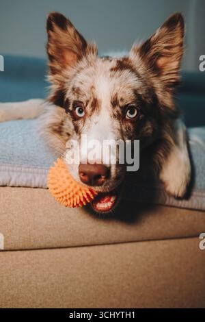 Border Collie Red merle con gli occhi blu tiene la palla arancione in bocca mentre si sdraia sul bordo del divano. Happy Dog vuole giocare al chiuso. Foto Stock