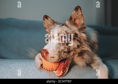 Border Collie Red merle con gli occhi blu tiene la palla arancione in bocca mentre si sdraia sul bordo del divano. Happy Dog vuole giocare al chiuso. Foto Stock