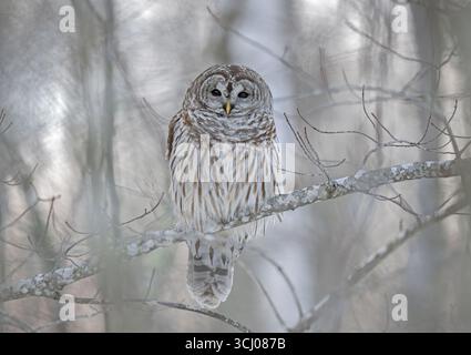 Gufo barrato (Strix varia). Gennaio nel Parco Nazionale dell'Acadia, Maine, Stati Uniti. Foto Stock