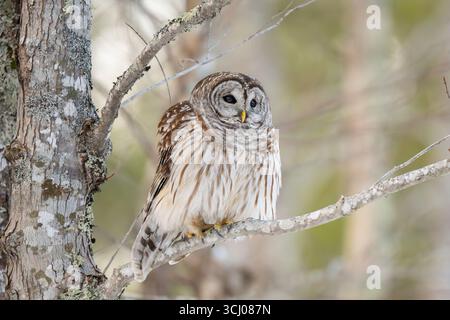 Gufo barrato (Strix varia). Gennaio nel Parco Nazionale dell'Acadia, Maine, Stati Uniti. Foto Stock