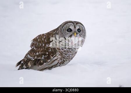 Gufo barrato (Strix varia) con preda. Gennaio nel Parco Nazionale dell'Acadia, Maine, Stati Uniti. Foto Stock