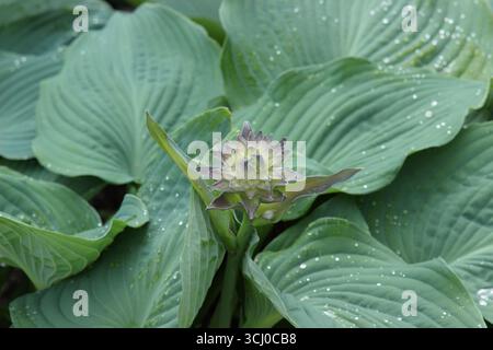 Hosta Blue Angel. Foglie grigio blu ondulato di Hosta Blue Angel (sieboldiana), un giglio pianeggiante con fiori emergenti in tarda primavera. REGNO UNITO Foto Stock