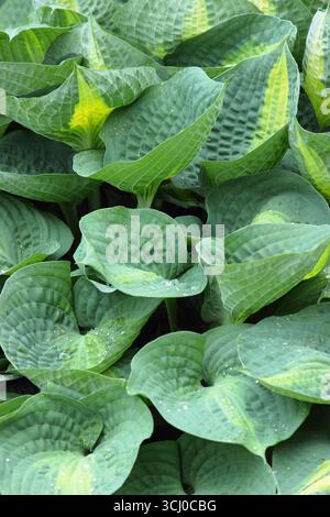 Hosta Paradise Glory. Foglie verdi blu tenui con strette marcature centrali pallide di Hardy Hosta Paradise Glory. Giglio pianeggiante. REGNO UNITO Foto Stock