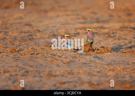 Due rulli con petto lilla si trovano a terra, uno su un mucchio di letame di elefante - Moremi Game Reserve, Botswana, Africa meridionale. Foto Stock