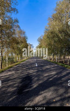 a highway with trees on the side of the road in the autumn season, tall birches growing along the highway during the autumn leaf fall Foto Stock