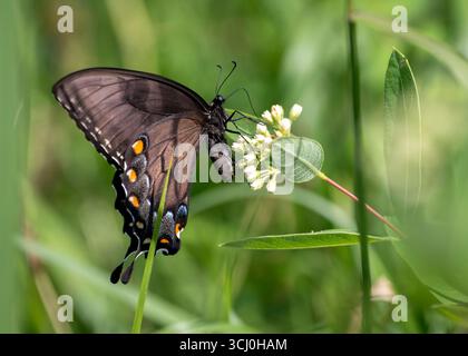 Una farfalla femmina di coda di rondine sorseggia il nettare dai fiori locali in un prato della Virginia. Foto Stock