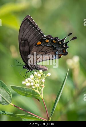 Una farfalla femmina di coda di rondine sorseggia il nettare dai fiori locali in un prato della Virginia. Foto Stock