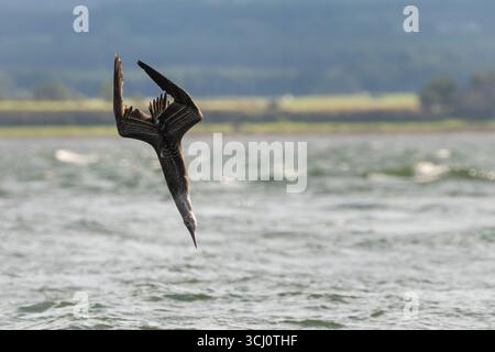 Gannet settentrionale (Morus bassanus) immersioni per pesci, Scozia Foto Stock
