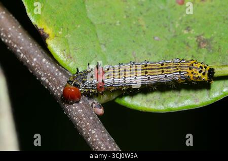 Bruco Moth, Oedemasia concinna, larva sul Redbud orientale, Cercis canadensis Foto Stock