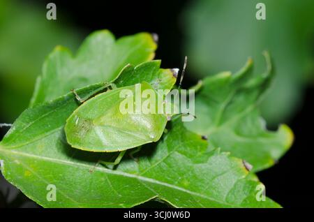 Comune Green Stink Bug, Chinavia hilaris Foto Stock