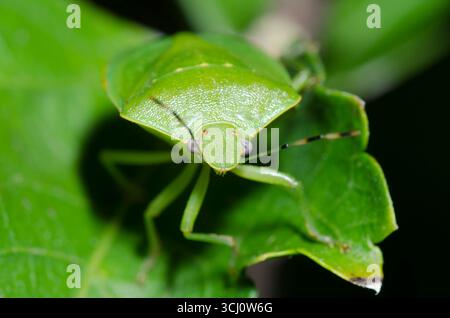 Comune Green Stink Bug, Chinavia hilaris Foto Stock