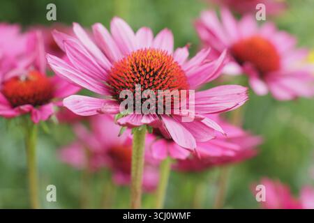 Echinacea purpurea "Rubinglow". Fiori rosa profondi con un cono centrale prominente di Echinacea Rubinglow coneflower chiamato anche Echinacea 'Ruby Glow'. Foto Stock