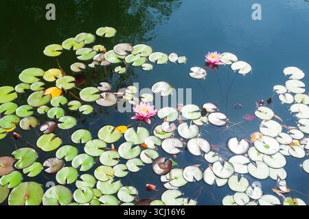 ninfee nello stagno in una giornata di sole Foto Stock
