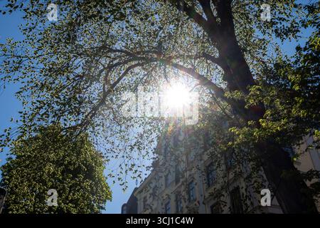 La luce del sole splende attraverso foglie verdi e rami di un albero a Stoccolma, Svezia, con edifici urbani parzialmente visibili sotto. Foto Stock