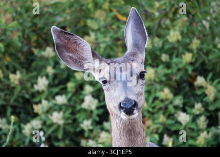 Cervi muli calmi e amichevoli che entrano in contatto con gli occhi ascoltando in due direzioni. Foto scattata vicino a Simi Valley, California. Foto Stock