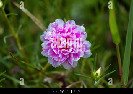 Una bellissima rosa di muschio bianco e rosa (Portulaca grandiflora) fiorisce in pieno fiore in un giardino. Questa vivace rosa del sole, nota anche come Purslane, undici o Foto Stock