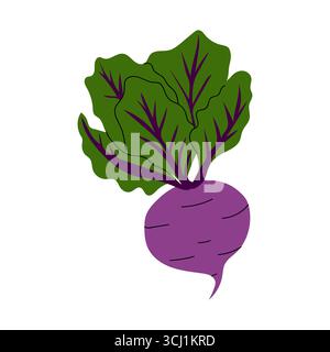 Una vibrante rappresentazione di una barbabietola viola con foglie verdi lussureggianti che mostrano la sua bellezza naturale. Questa illustrazione cattura l'essenza del prodotto fresco Illustrazione Vettoriale