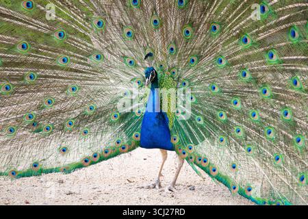 Comportamento di corteggiamento Peacock. L'uccello maschile mostra le sue piume colorate per impressionare l'uccello femminile. Stagione di accoppiamento della gallina comune. Foto Stock
