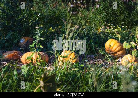 Più zucche giacciono a terra tra erba verde alta e fiori selvatici. Foto Stock