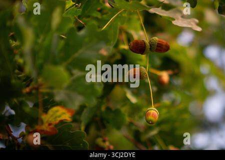 Ghiande che crescono su un ramo di quercia con foglie verdi all'aperto Foto Stock